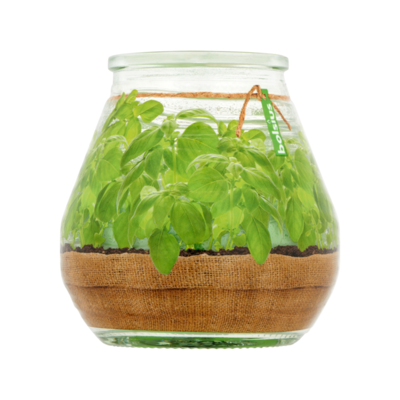 Bolsius Citronella Garden with Basil