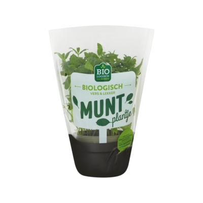 Jumbo Biologisch Munt Plantje