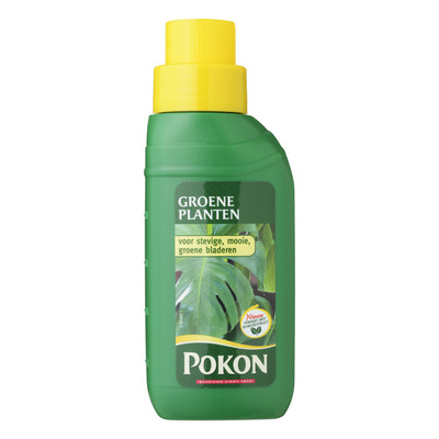 Pokon Huis groene plant
