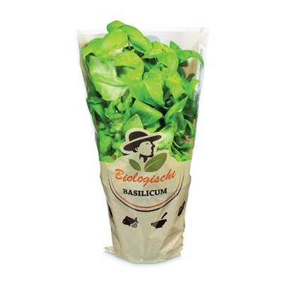 basilicum pot
