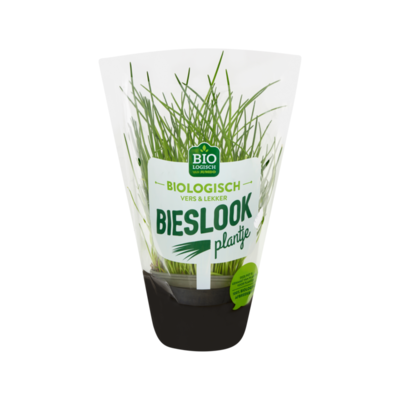 Jumbo Bieslook Plantje