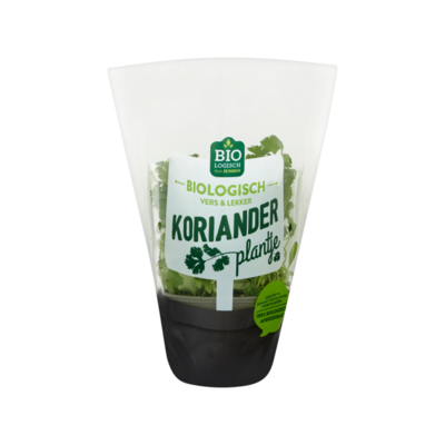 Jumbo Biologisch Koriander Plantje